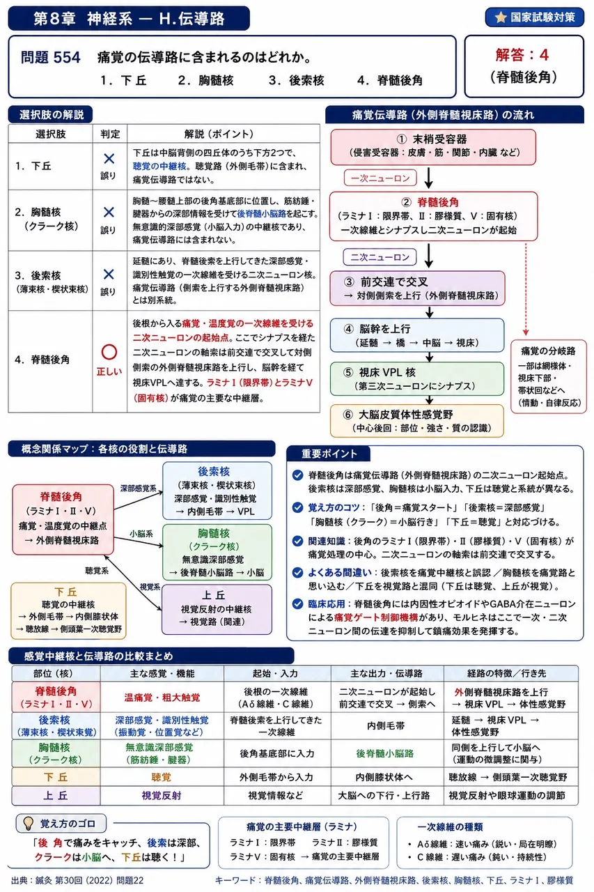 鍼灸 第30回(2022) 問題22｜痛覚の伝導路に含まれるのはどれか。 解説図