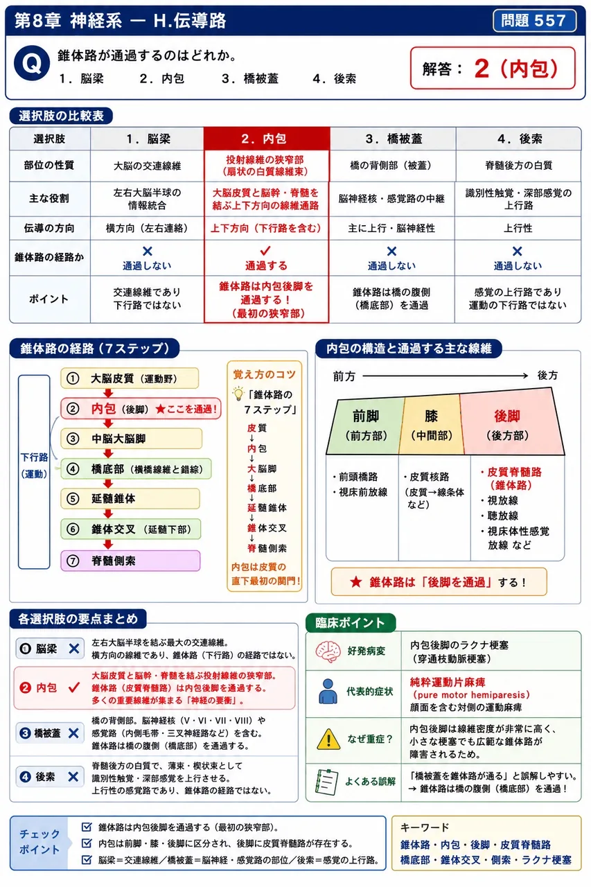 鍼灸 第24回(2016) 問題26｜錐体路が通過するのはどれか。 解説図