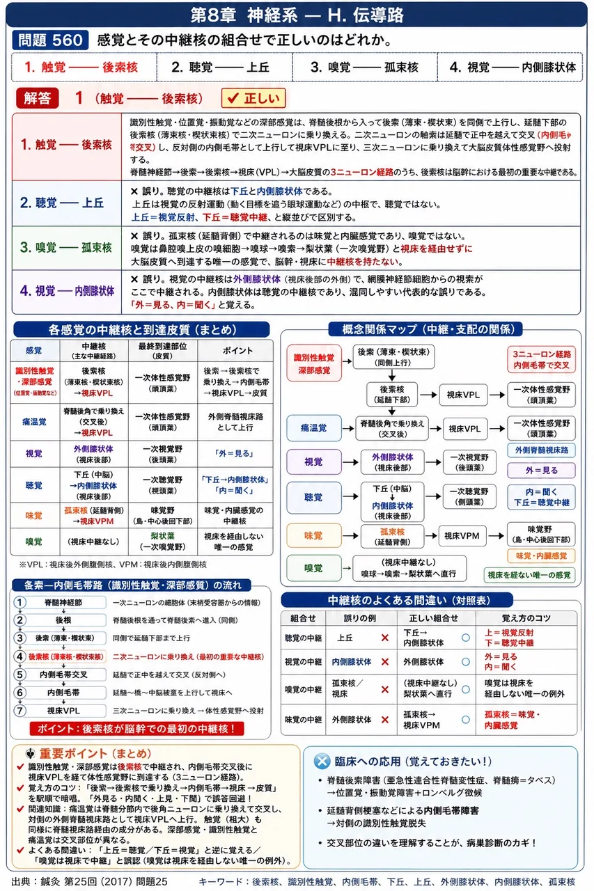 鍼灸 第25回(2017) 問題25|感覚とその中継核の組合せで正しいのはどれか。 解説図