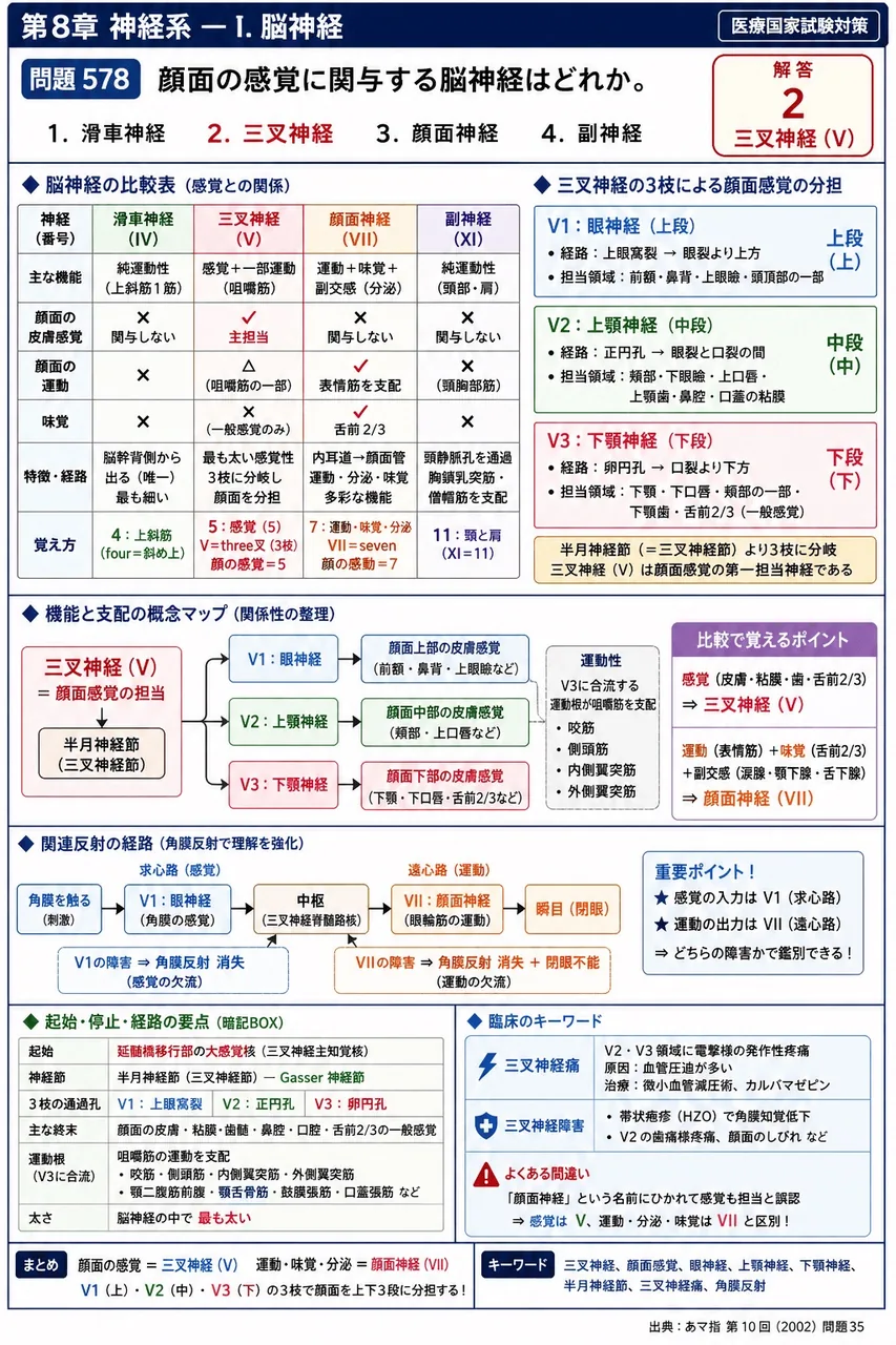 あマ指 第10回(2002) 問題35｜顔面の感覚に関与する脳神経はどれか。 解説図