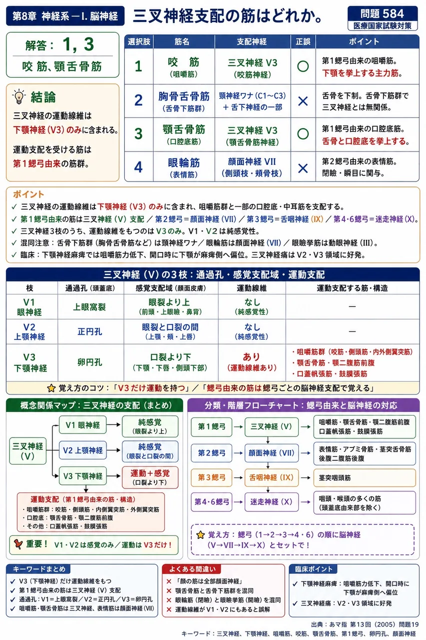 あマ指 第13回(2005) 問題19|三叉神経支配の筋はどれか。 解説図