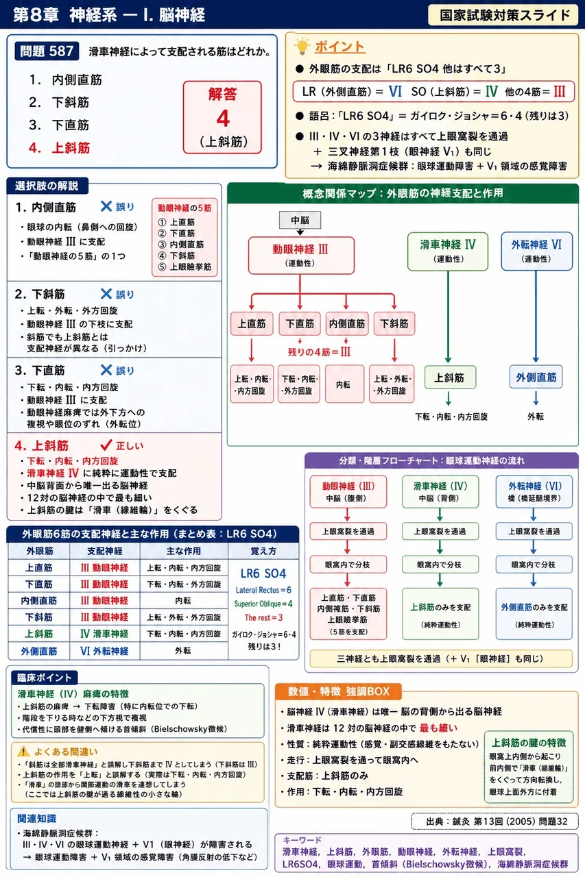 鍼灸 第13回(2005) 問題32|滑車神経によって支配される筋はどれか。 解説図