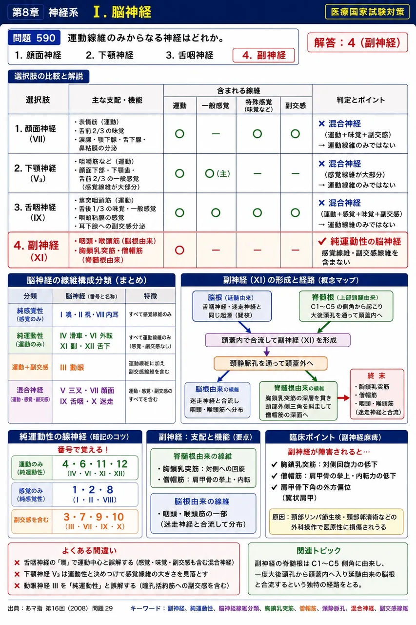 あマ指 第16回(2008) 問題29｜運動線維のみからなる神経はどれか。 解説図