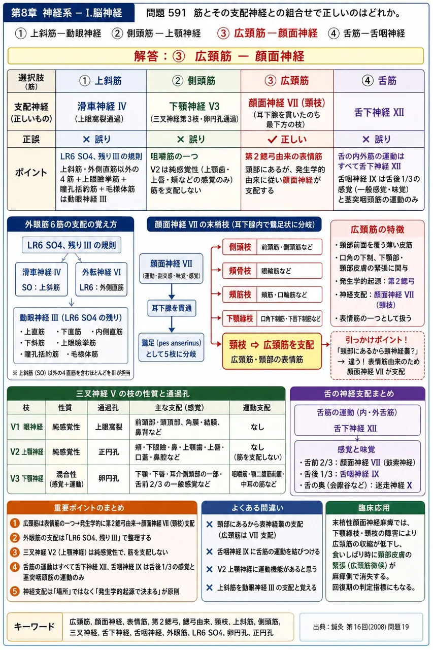 鍼灸 第16回(2008) 問題19｜筋とその支配神経との組合せで正しいのはどれか。 解説図