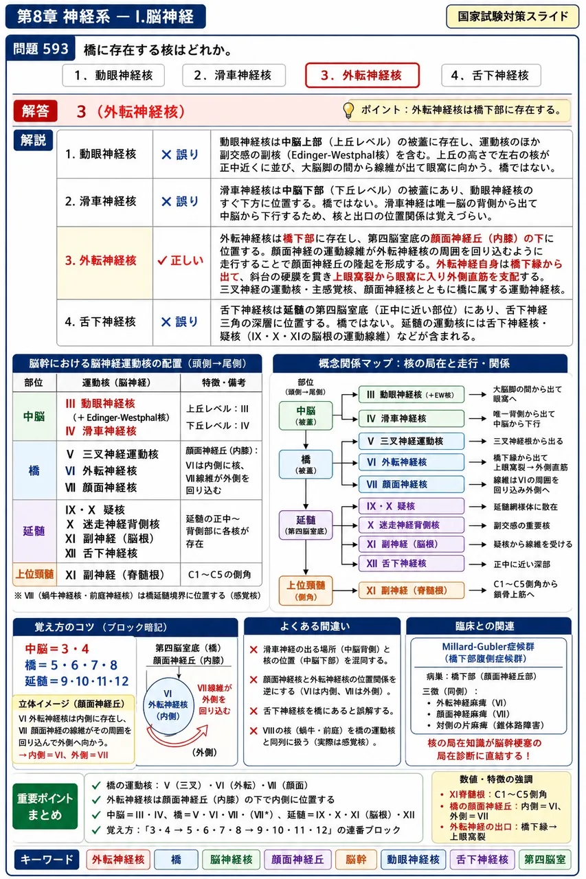 鍼灸 第16回(2008) 問題29|橋に存在する核はどれか。 解説図