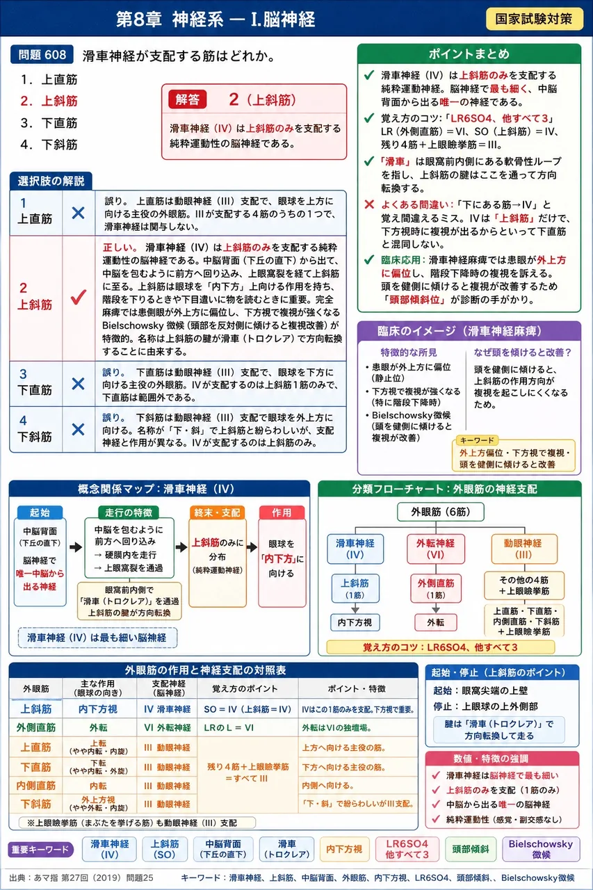 あマ指 第27回(2019) 問題25|滑車神経が支配する筋はどれか。 解説図