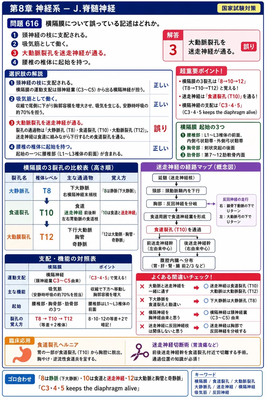 あマ指 第17回(2009) 問題18｜横隔膜について誤っている記述はどれか。 解説図
