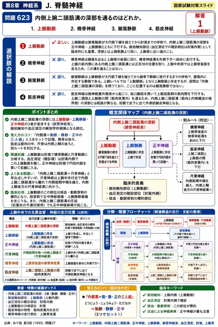 あマ指 第3回(1995) 問題37｜内側上腕二頭筋溝の深部を通るのはどれか。 解説図
