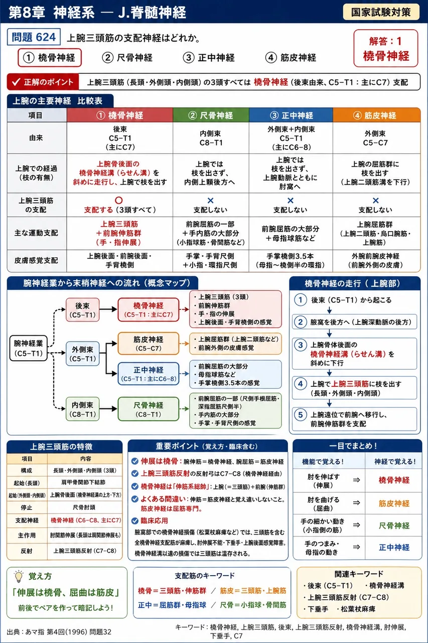 あマ指 第4回(1996) 問題32|上腕三頭筋の支配神経はどれか。 解説図