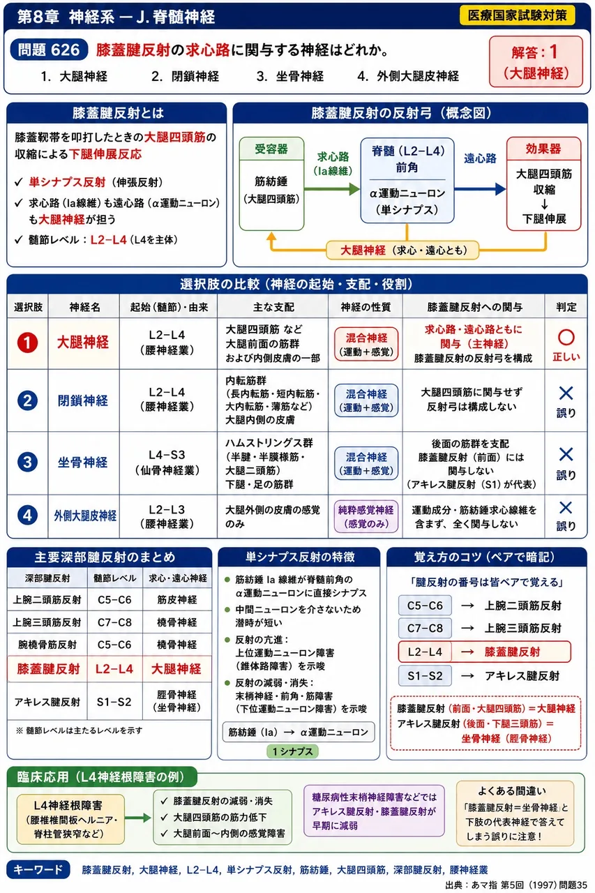あマ指 第5回(1997) 問題35|膝蓋腱反射の求心路に関与する神経はどれか。 解説図