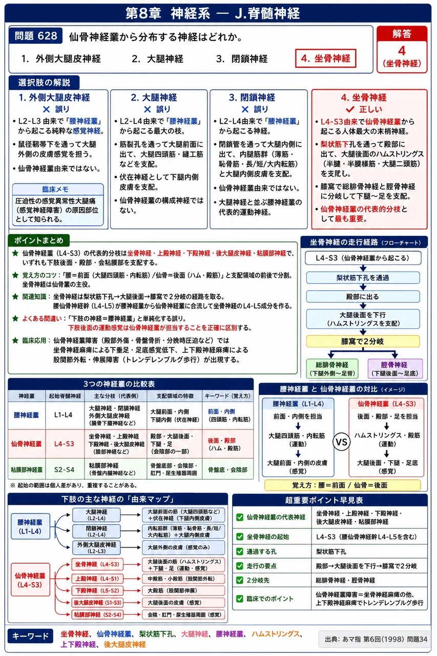 あマ指 第6回(1998) 問題34｜仙骨神経叢から分布する神経はどれか。 解説図
