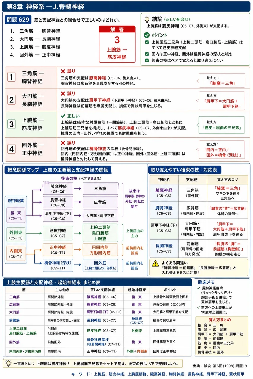 鍼灸 第6回(1998) 問題19|筋と支配神経との組合せで正しいのはどれか。 解説図