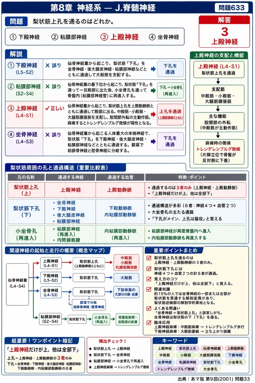 あマ指 第9回(2001) 問題33｜梨状筋上孔を通るのはどれか。 解説図