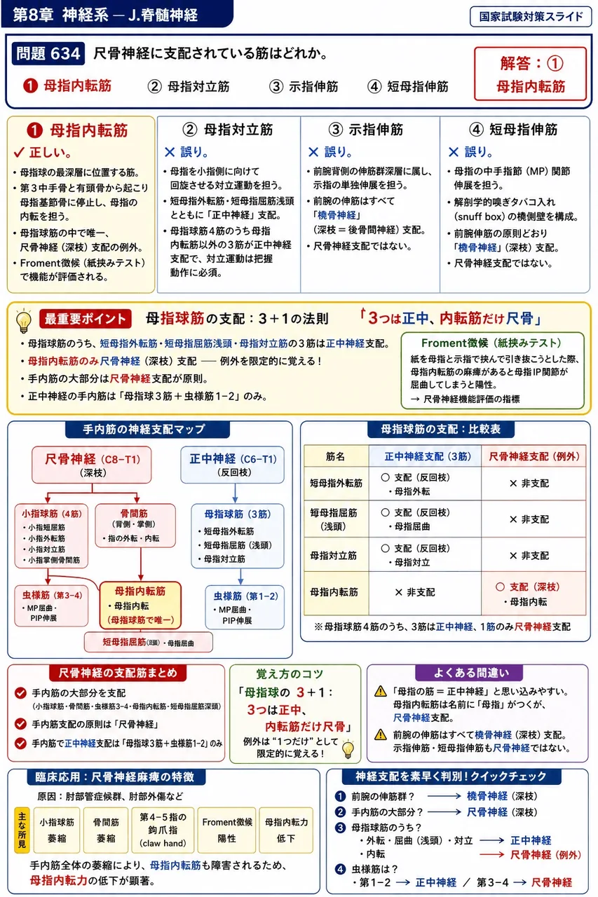 鍼灸 第9回(2001) 問題18|尺骨神経に支配されている筋はどれか。 解説図