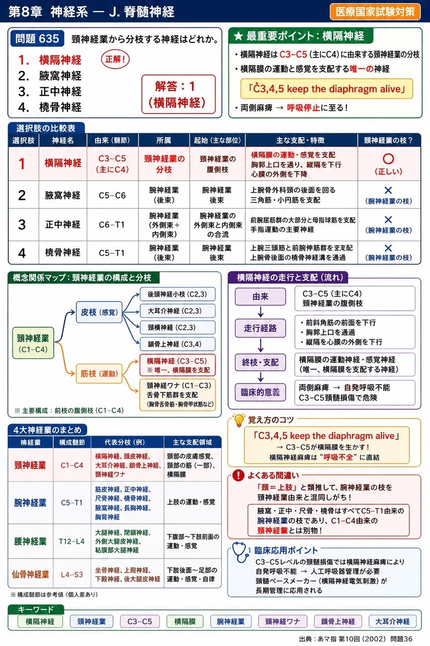 あマ指 第10回(2002) 問題36｜頸神経叢から分枝する神経はどれか。 解説図