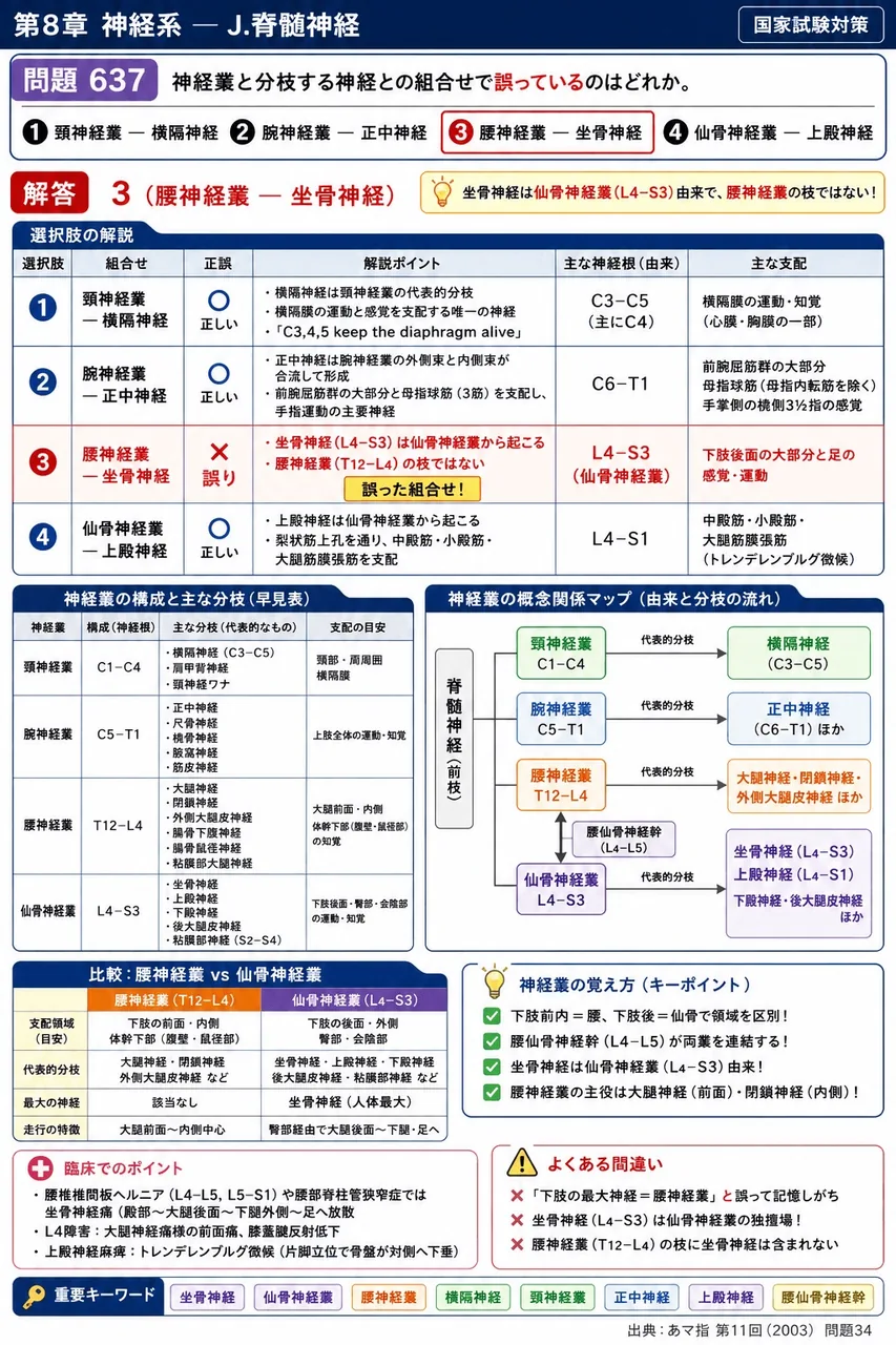 あマ指 第11回(2003) 問題34｜神経叢と分枝する神経との組合せで誤っているのはどれか。 解説図