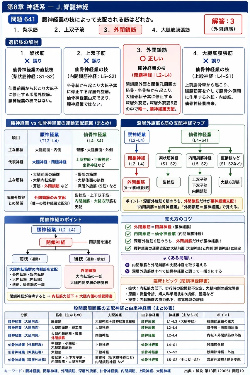 鍼灸 第13回(2005) 問題19|腰神経叢の枝によって支配される筋はどれか。 解説図