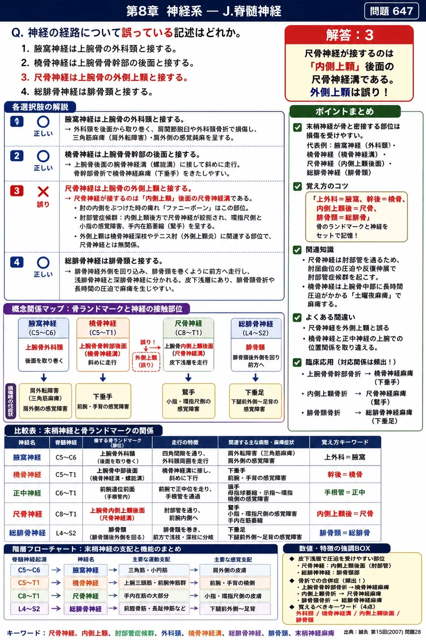 鍼灸 第15回(2007) 問題28|神経の経路について誤っている記述はどれか。 解説図