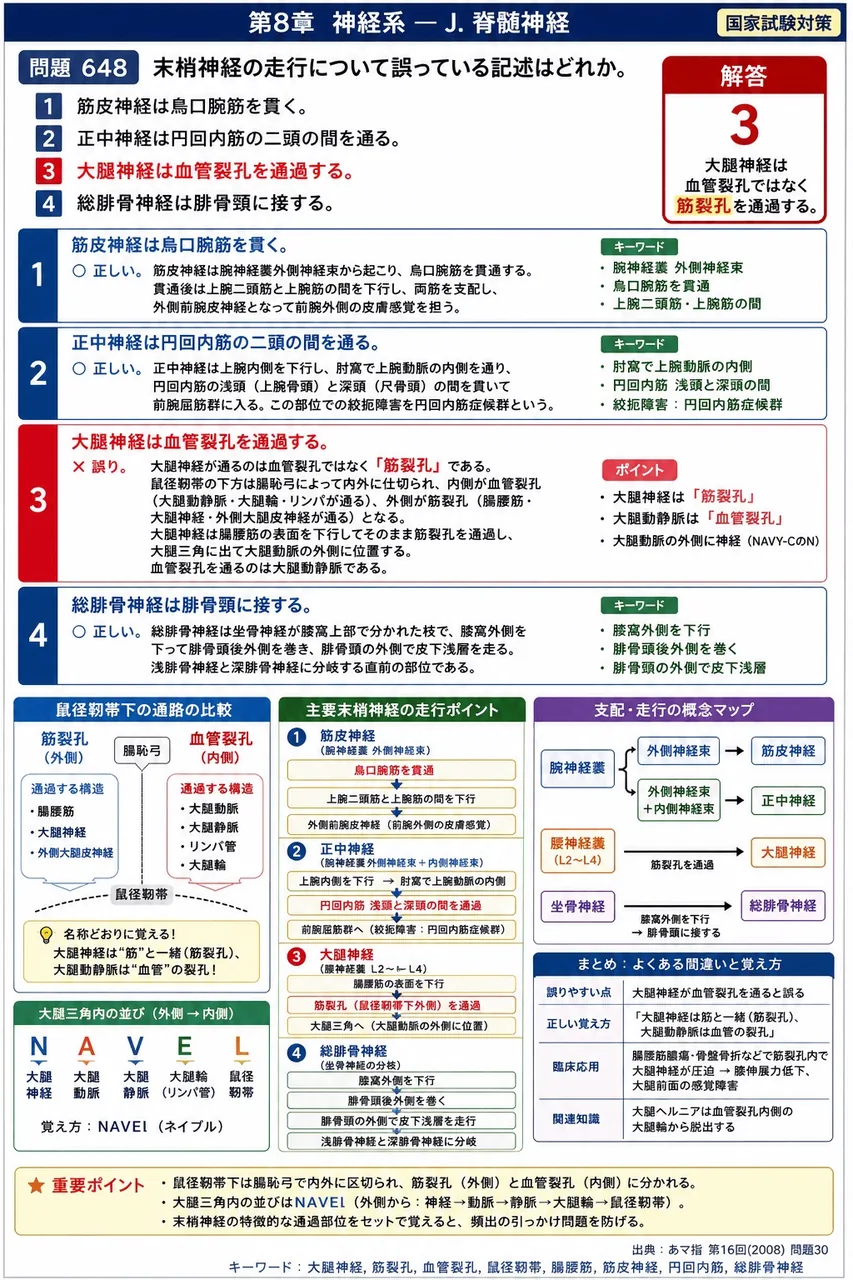 あマ指 第16回(2008) 問題30｜末梢神経の走行について誤っている記述はどれか。 解説図