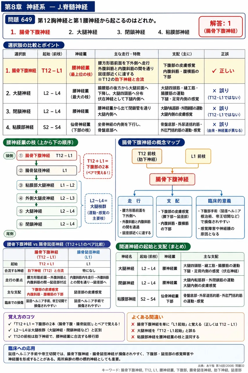 あマ指 第16回(2008) 問題32｜第12胸神経と第1腰神経から起こるのはどれか。 解説図