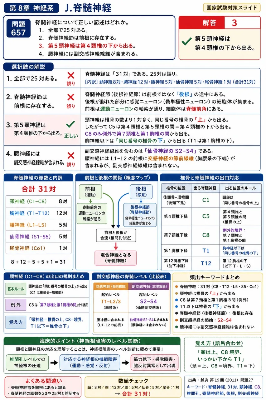 鍼灸 第19回(2011) 問題27|脊髄神経について正しい記述はどれか。 解説図