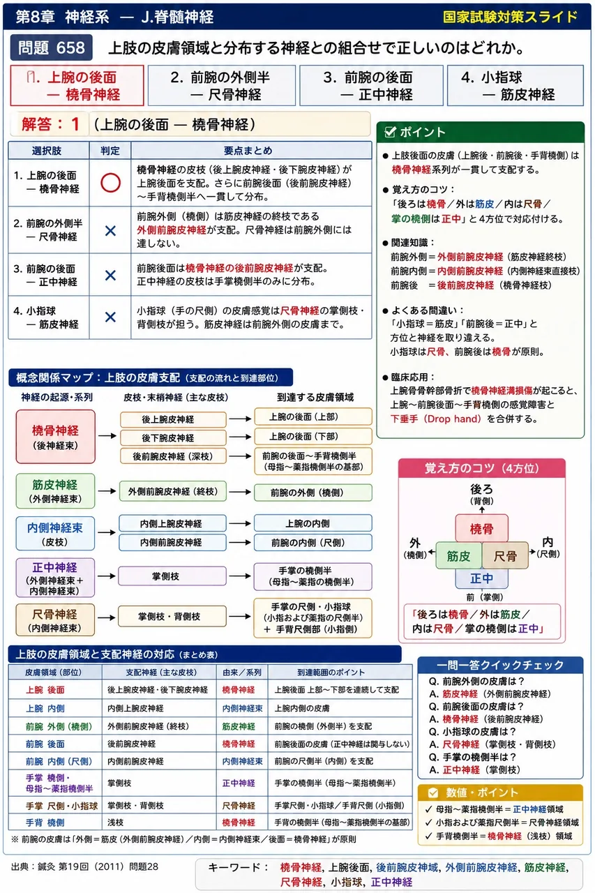 鍼灸 第19回(2011) 問題28|上肢の皮膚領域と分布する神経との組合せで正しいのはどれか。 解説図