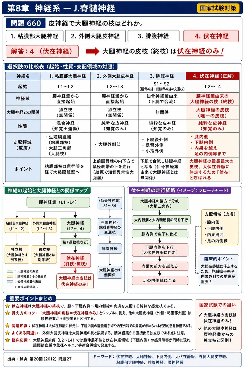 鍼灸 第20回(2012) 問題27｜皮神経で大腿神経の枝はどれか。 解説図