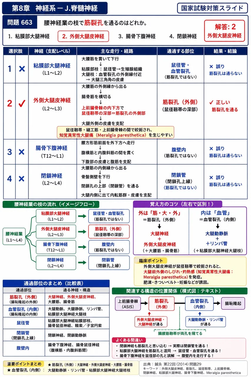 鍼灸 第22回(2014) 問題29｜腰神経叢の枝で筋裂孔を通るのはどれか。 解説図