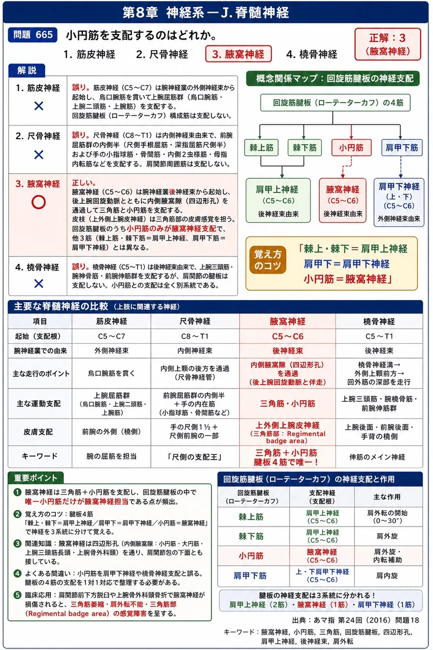 あマ指 第24回(2016) 問題18|小円筋を支配するのはどれか。 解説図