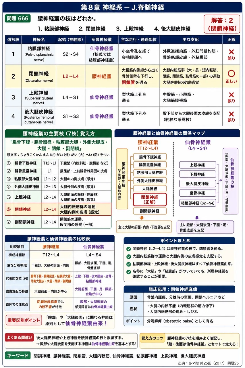 あマ指 第25回(2017) 問題25|腰神経叢の枝はどれか。 解説図