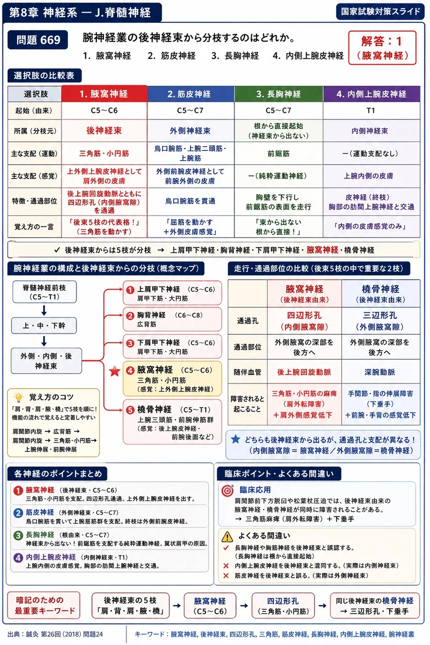 鍼灸 第26回(2018) 問題24｜腕神経叢の後神経束から分枝するのはどれか。 解説図