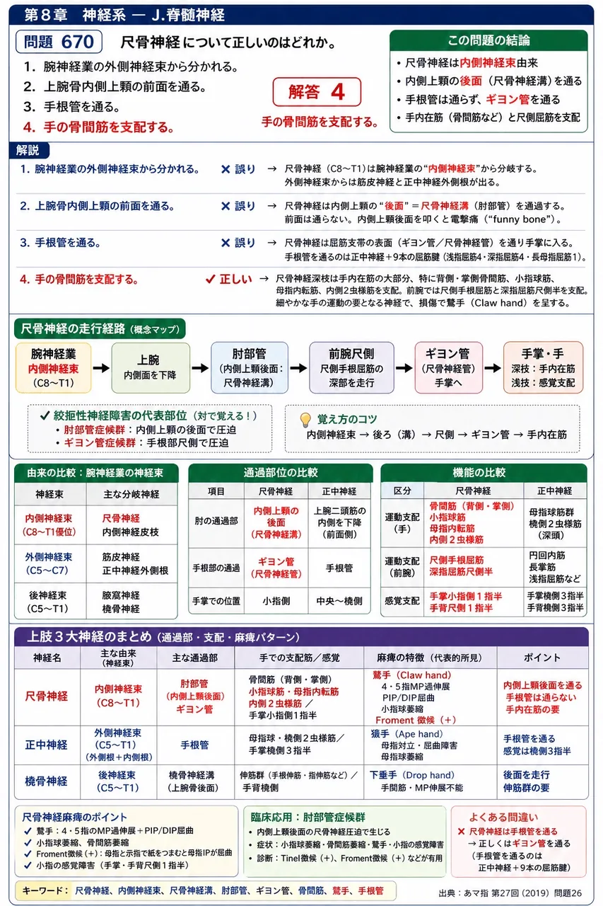 あマ指 第27回(2019) 問題26|尺骨神経について正しいのはどれか。 解説図