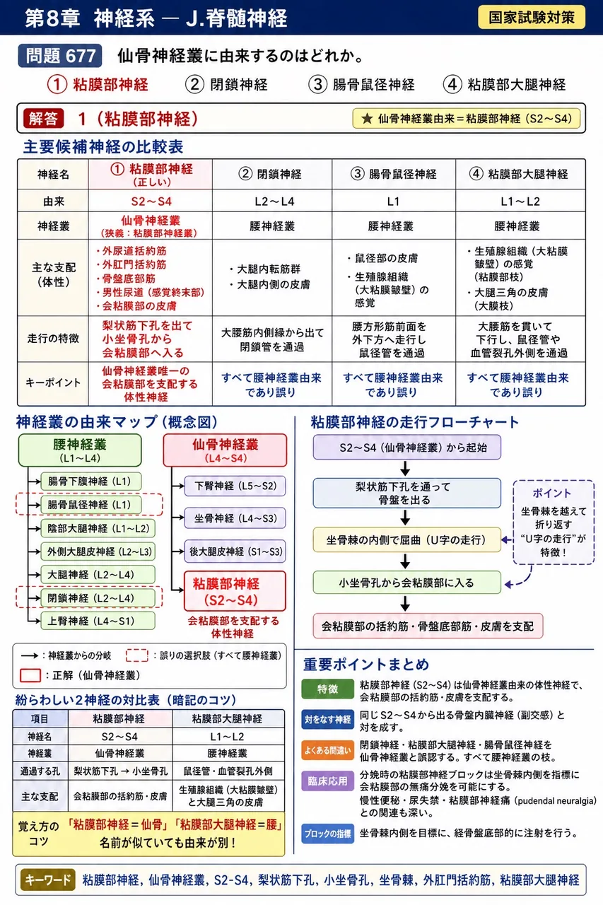 鍼灸 第34回(2026) 問題21｜仙骨神経叢に由来するのはどれか。 解説図