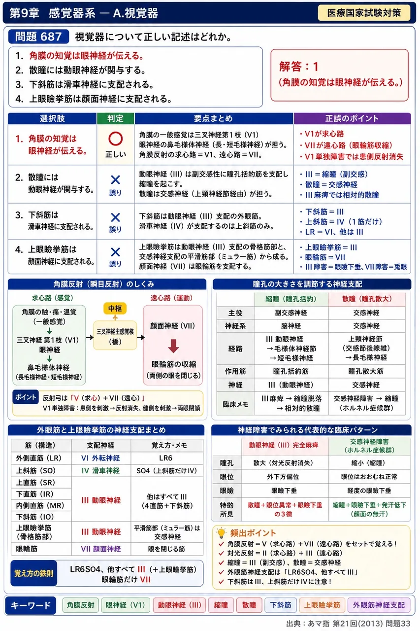 あマ指 第21回(2013) 問題33｜視覚器について正しい記述はどれか。 解説図