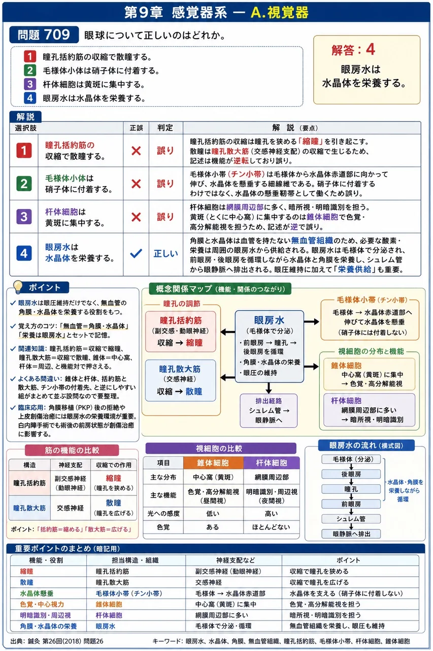 鍼灸 第26回(2018) 問題26｜眼球について正しいのはどれか。 解説図