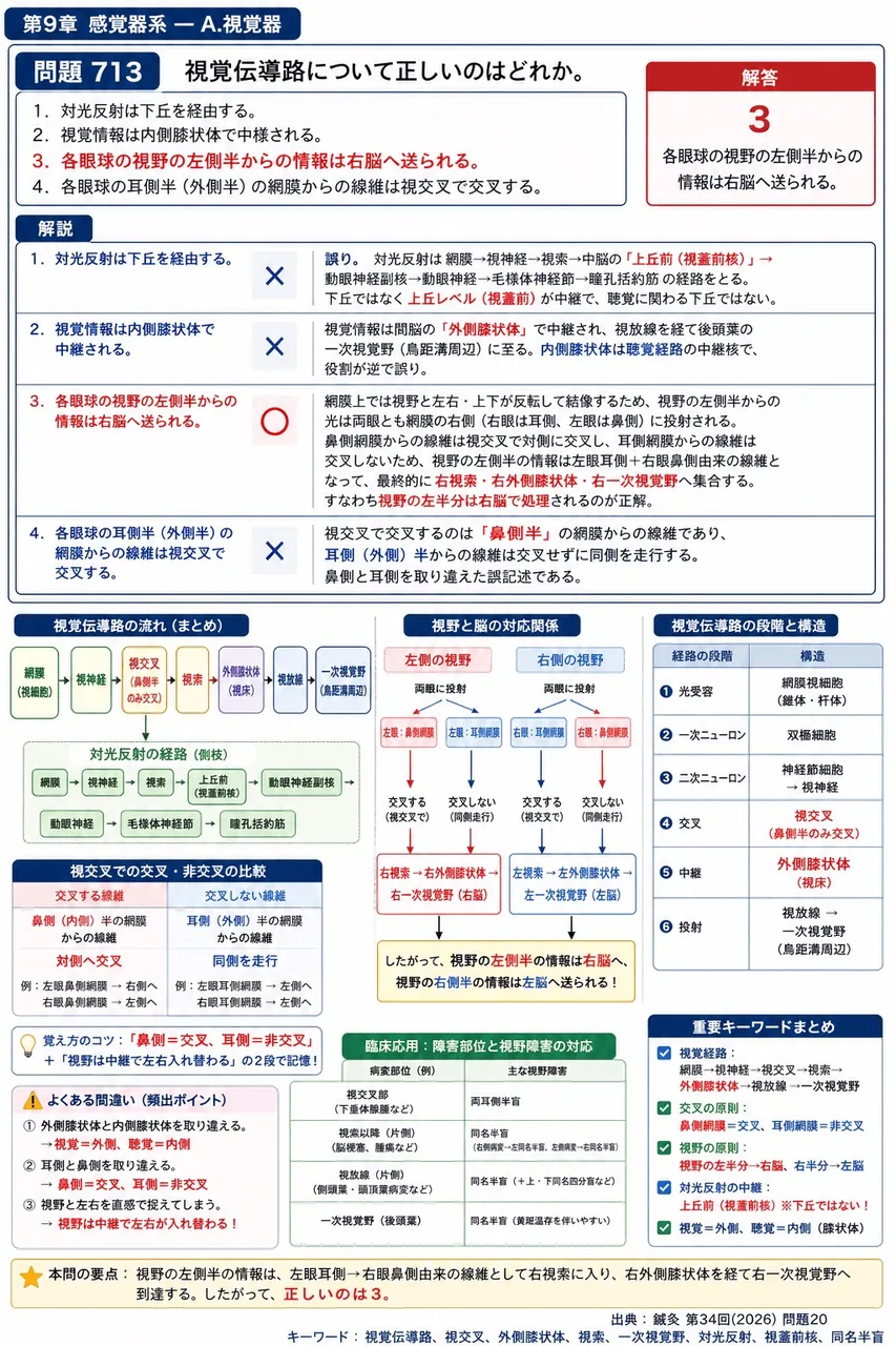 鍼灸 第34回(2026) 問題20｜視覚伝導路について正しいのはどれか。 解説図