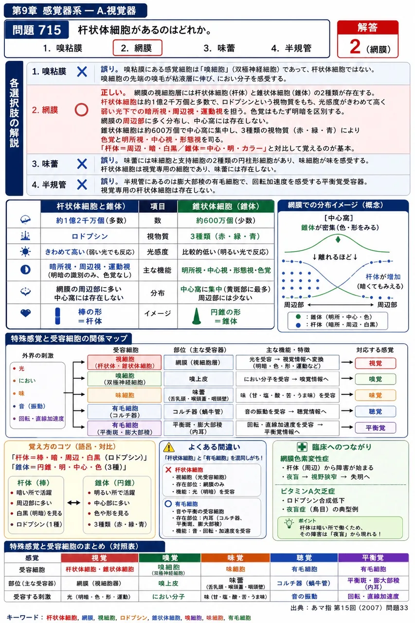 あマ指 第15回(2007) 問題33｜杆状体細胞があるのはどれか。 解説図