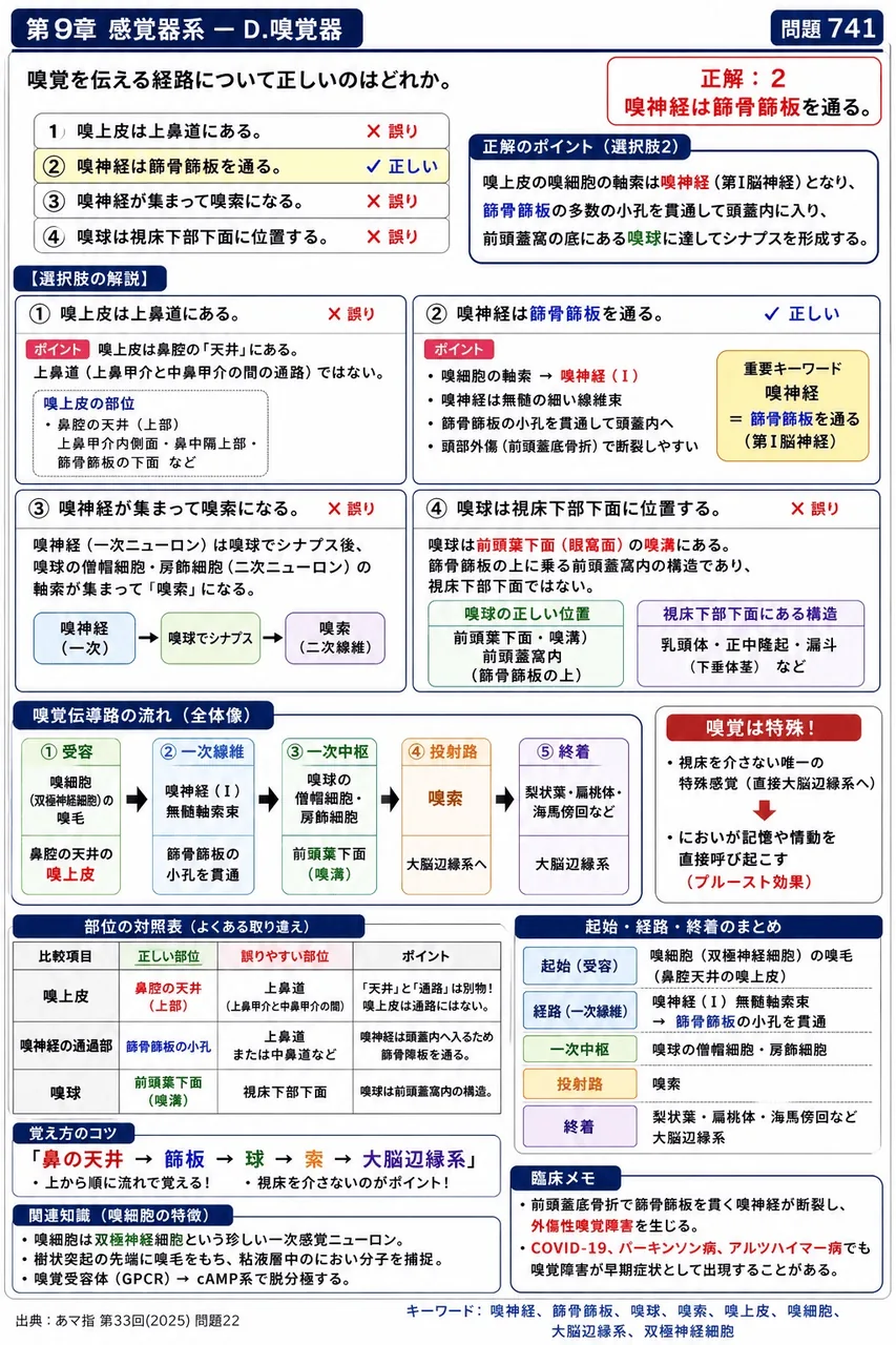 あマ指 第33回(2025) 問題22|嗅覚を伝える経路について正しいのはどれか。 解説図