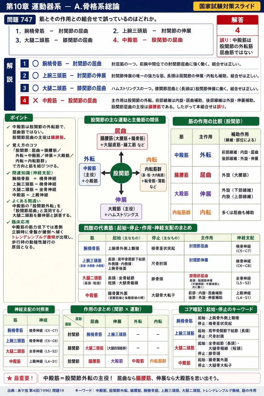 あマ指 第4回(1996) 問題19|筋とその作用との組合せで誤っているのはどれか。 解説図