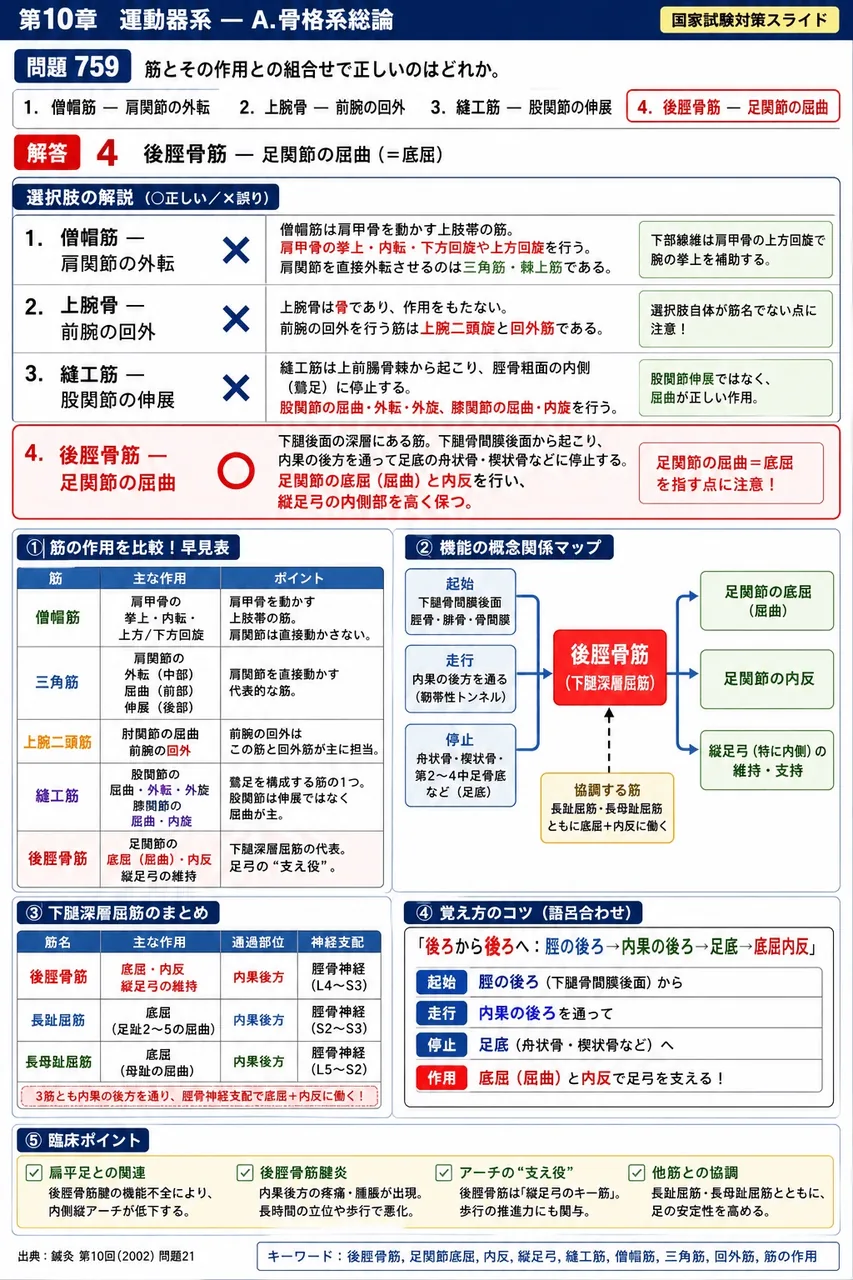 鍼灸 第10回(2002) 問題21|筋とその作用との組合せで正しいのはどれか。 解説図