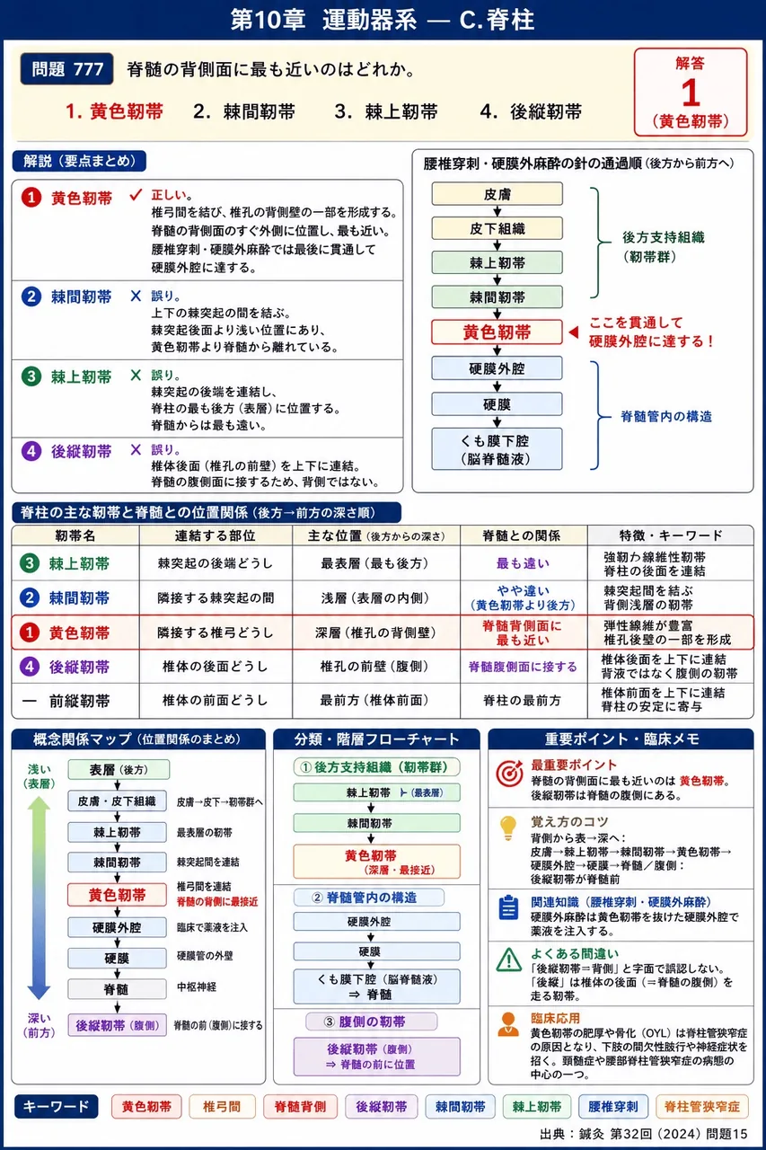 鍼灸 第32回(2024) 問題15｜脊髄の背側面に最も近いのはどれか。 解説図