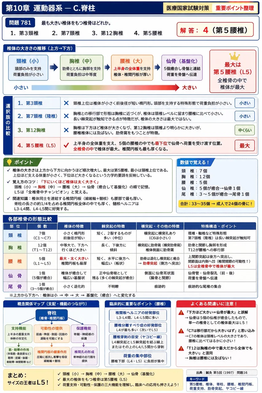 鍼灸 第5回(1997) 問題16|最も大きい椎体をもつ椎骨はどれか。 解説図