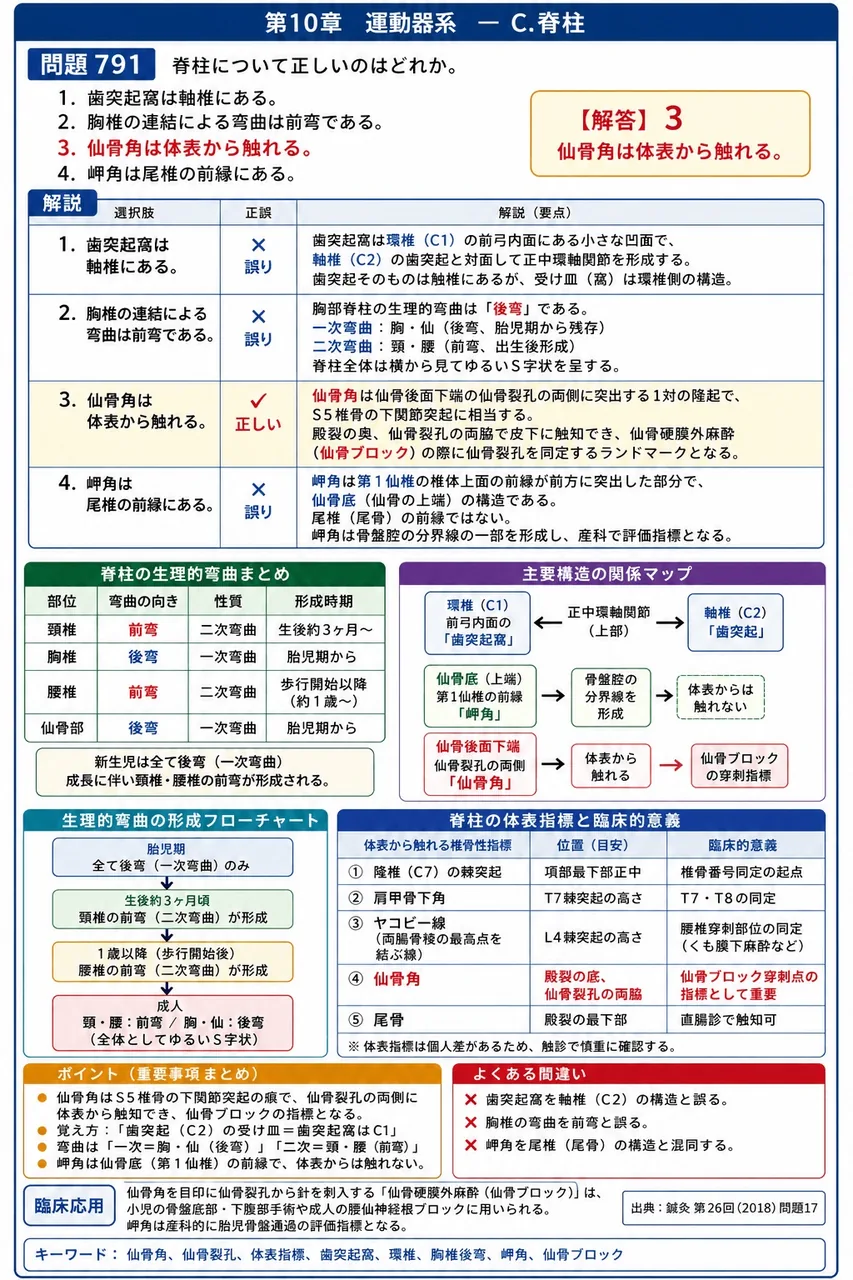 鍼灸 第26回(2018) 問題17|脊柱について正しいのはどれか。 解説図