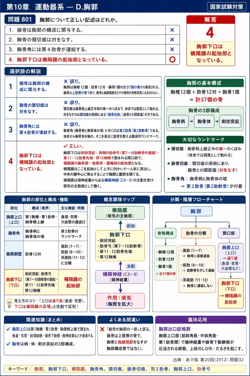 あマ指 第20回(2012) 問題32｜胸郭について正しい記述はどれか。 解説図