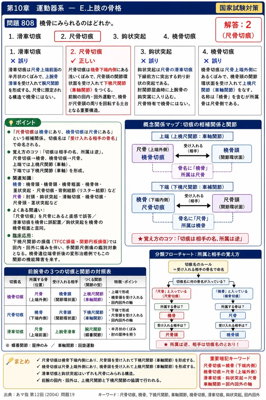 あマ指 第12回(2004) 問題19｜橈骨にみられるのはどれか。 解説図