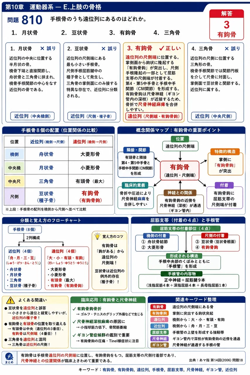 あマ指 第14回(2006) 問題18｜手根骨のうち遠位列にあるのはどれか。 解説図