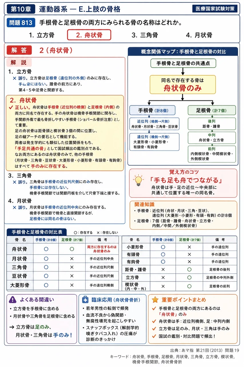 あマ指 第21回(2013) 問題19｜手根骨と足根骨の両方にみられる骨の名称はどれか。 解説図