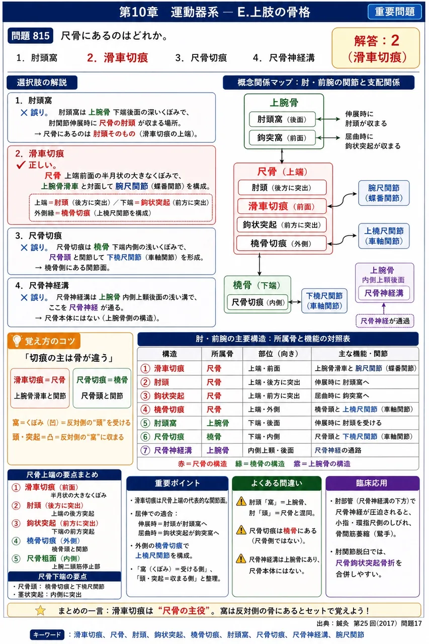 鍼灸 第25回(2017) 問題17|尺骨にあるのはどれか。 解説図