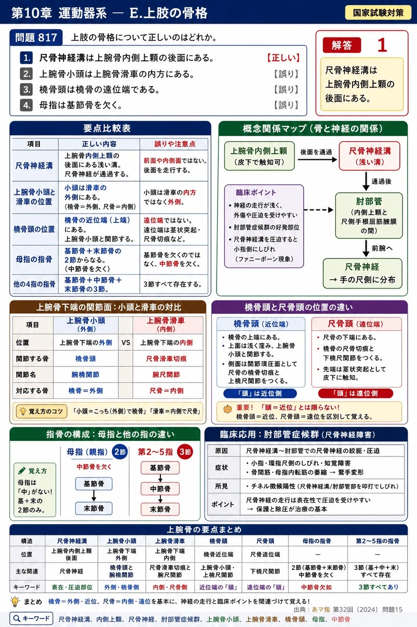 あマ指 第32回(2024) 問題15|上肢の骨格について正しいのはどれか。 解説図