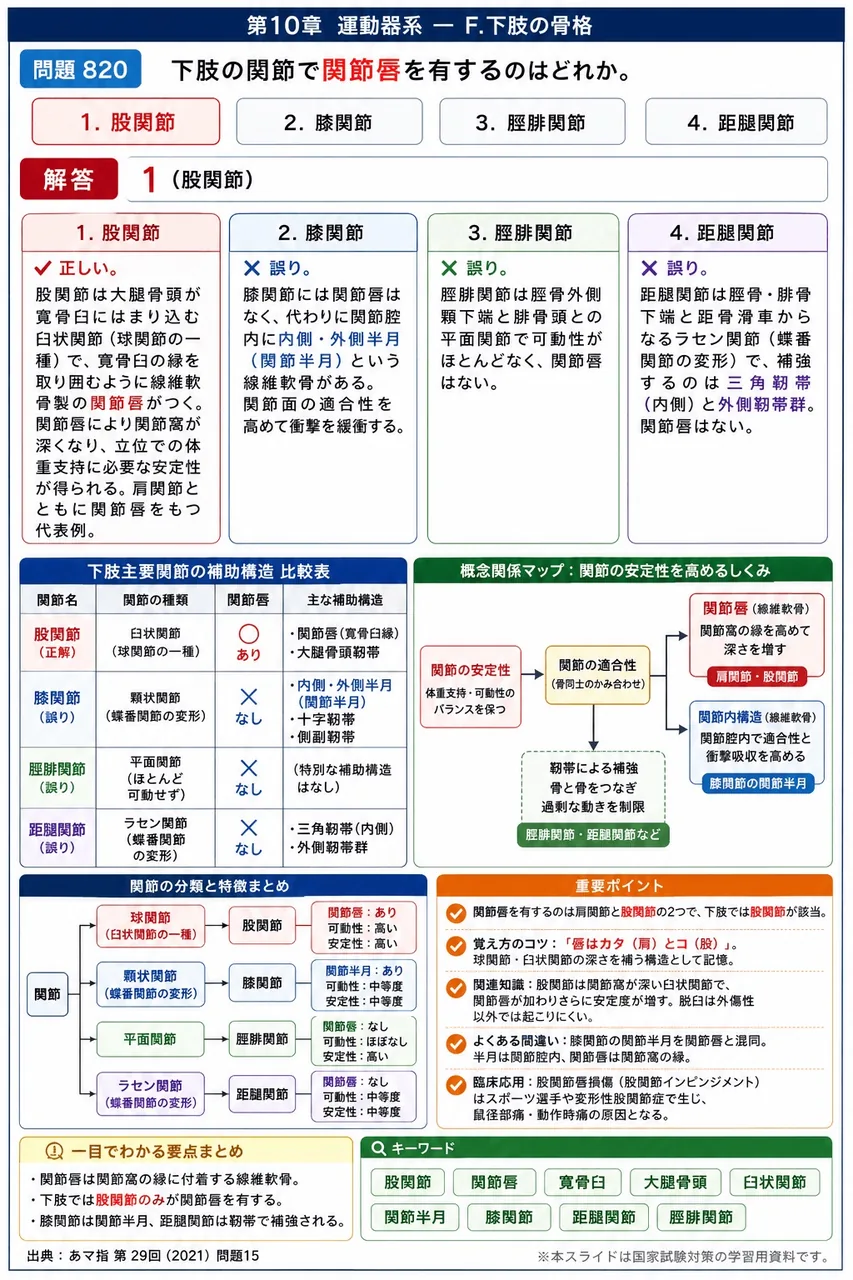 あマ指 第29回(2021) 問題15｜下肢の関節で関節唇を有するのはどれか。 解説図